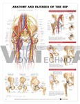 Anatomy and Injuries of the Hip Anatomical Chart